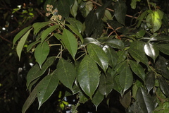 Turpinia cochinchinensis